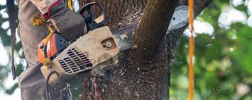  Elmira Heights, NY Tree Services Pros