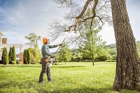 Best Lawn Disease Treatment  in Elmira Heights, NY
