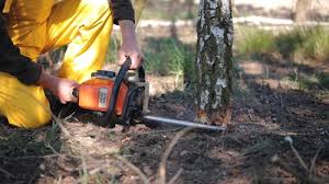 Best Hazardous Tree Removal  in Elmira Heights, NY