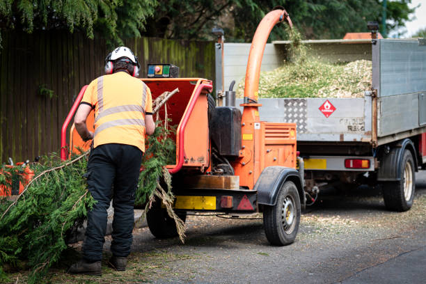 Best Storm Damage Tree Cleanup  in Elmira Heights, NY