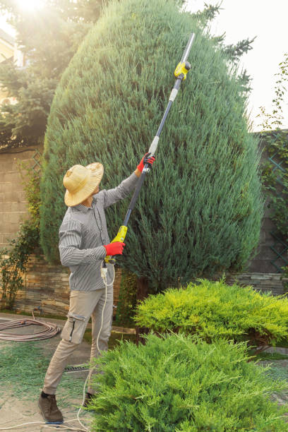 Best Utility Line Clearance  in Elmira Heights, NY