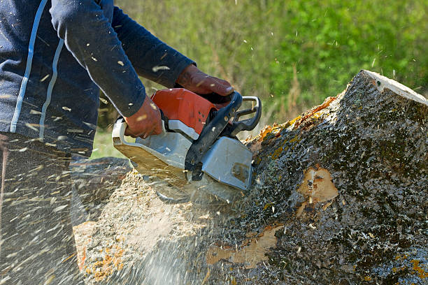 Best Tree Risk Assessment  in Elmira Heights, NY