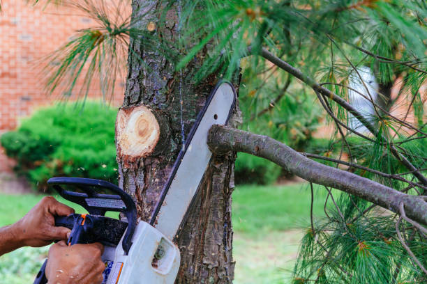 Best Tree Preservation Services  in Elmira Heights, NY